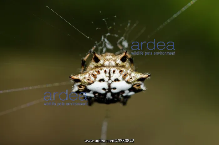 : Crablike Spiny Orbweaver Spider with face-like pattern : Crablike Spiny Orbweaver Spider with face-like pattern