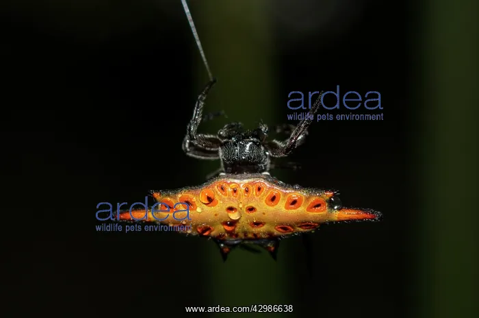 : Crablike Spiny Orbweaver Spider - with raindrops : Crablike Spiny Orbweaver Spider - with raindrops