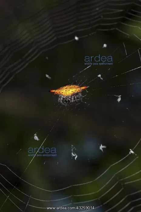 : Crablike Spiny Orbweaver Spider - on web : Crablike Spiny Orbweaver Spider - on web