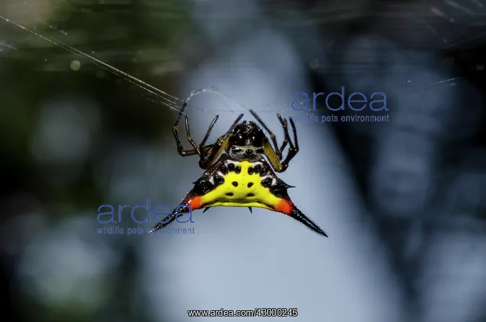 : Crablike Spiny Orbweaver Spider on web - Klungkung : Crablike Spiny Orbweaver Spider on web - Klungkung
