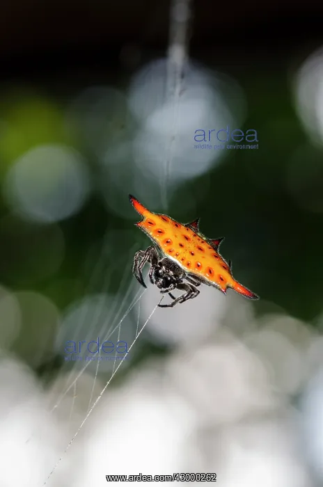 : Crablike Spiny Orbweaver Spider on web - Klungkung : Crablike Spiny Orbweaver Spider on web - Klungkung