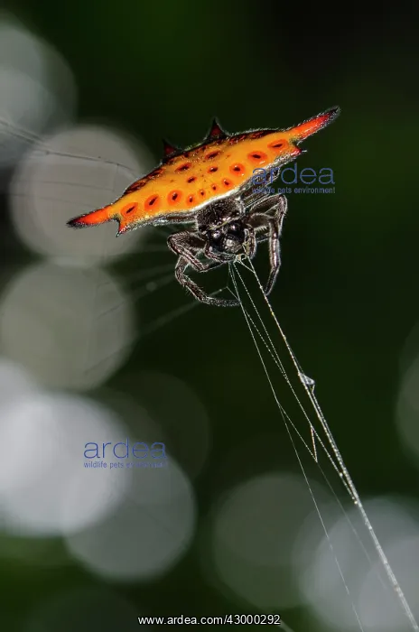 : Crablike Spiny Orbweaver Spider on web - Klungkung : Crablike Spiny Orbweaver Spider on web - Klungkung