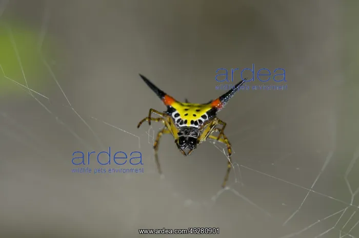 : Crablike Spiny Orbweaver Spider on web - Klungkung : Crablike Spiny Orbweaver Spider on web - Klungkung