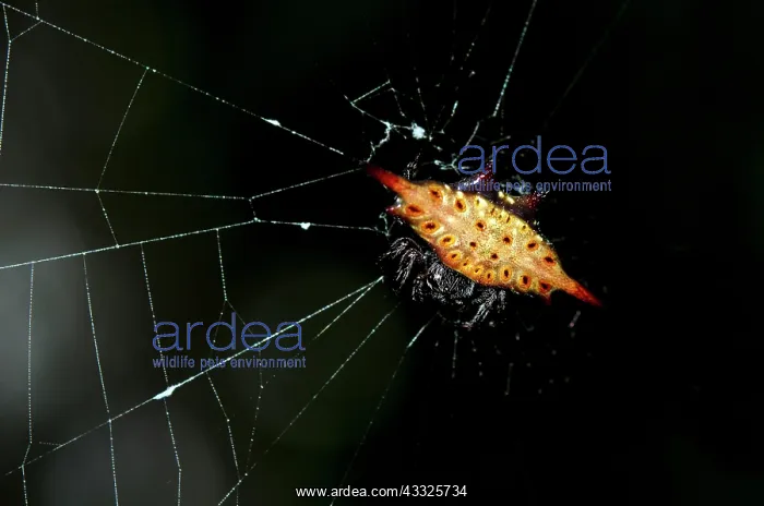 : Crablike Spiny Orbweaver Spider on web - Klungkung : Crablike Spiny Orbweaver Spider on web - Klungkung
