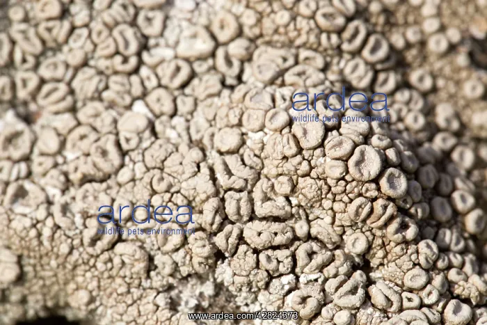 : Crab's Eye Lichen : Crab's Eye Lichen