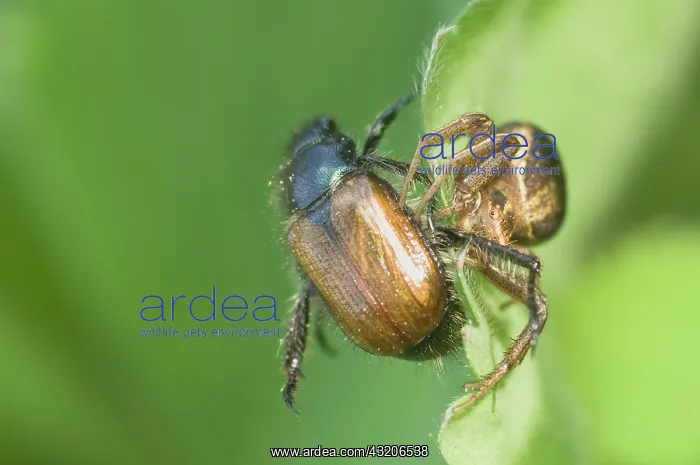 : Crabspider (Xysticus cristatus) with bracken chafer : Crabspider (Xysticus cristatus) with bracken chafer