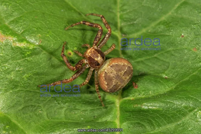 : Crabspider (Xysticus cristatus) female in lurking : Crabspider (Xysticus cristatus) female in lurking