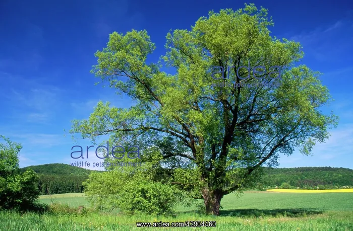 : Crack WILLOW - Single tree growing on meadow in late Spring : Crack WILLOW - Single tree growing on meadow in late Spring