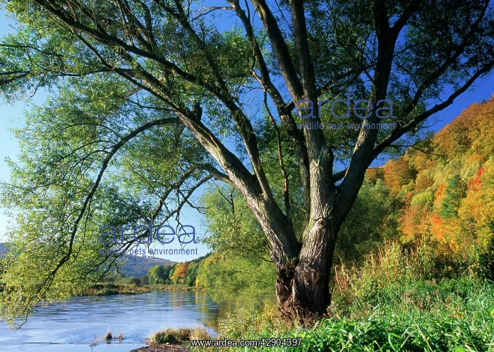 : Crack WILLOW Tree - Growing on river bank, autumn : Crack WILLOW Tree - Growing on river bank, autumn