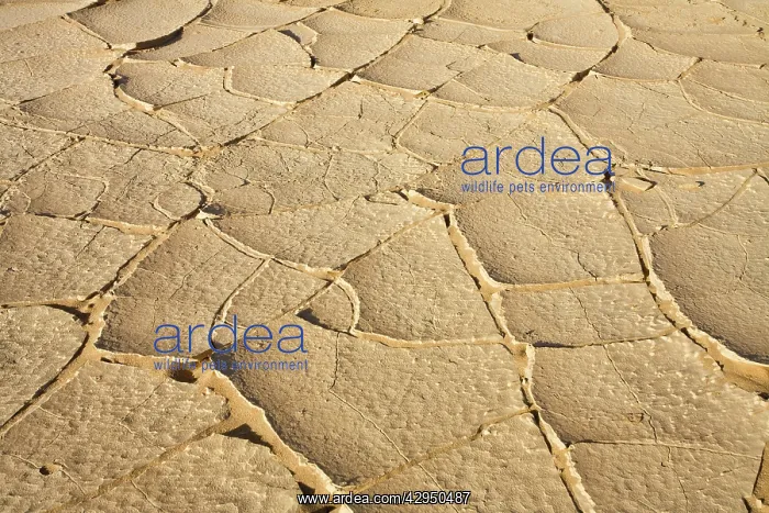 : Cracked Clay in the Desert : Cracked Clay in the Desert