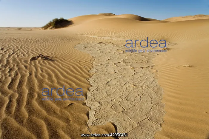 : Cracked clay in the dunes - Remnants of the sparse rainfall : Cracked clay in the dunes - Remnants of the sparse rainfall