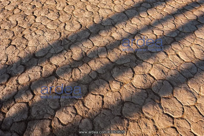 : Cracked Dead Vlei clay pan with tree shadows, Namibia : Cracked Dead Vlei clay pan with tree shadows, Namibia