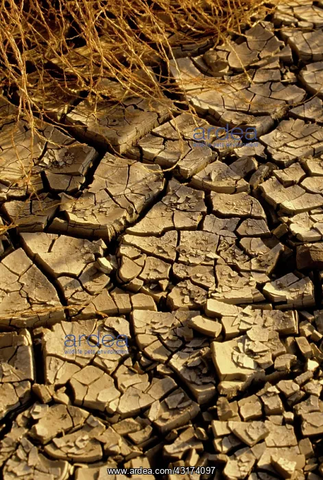 : Cracked Earth : Cracked Earth