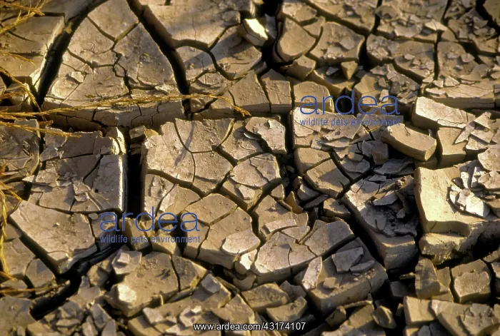: Cracked Earth : Cracked Earth