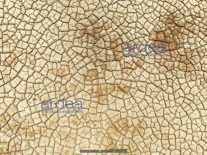 : Cracked earth. Aerial view. Drone shot : Cracked earth. Aerial view. Drone shot