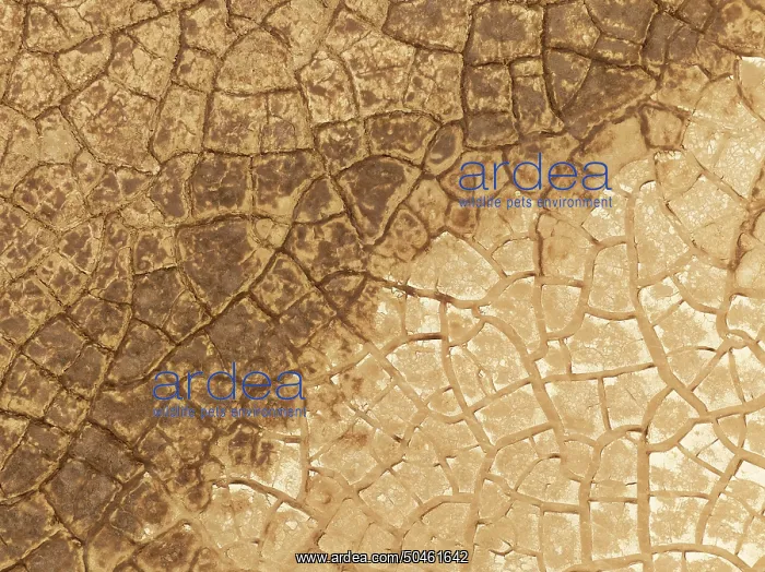 : Cracked earth. Aerial view. Drone shot : Cracked earth. Aerial view. Drone shot