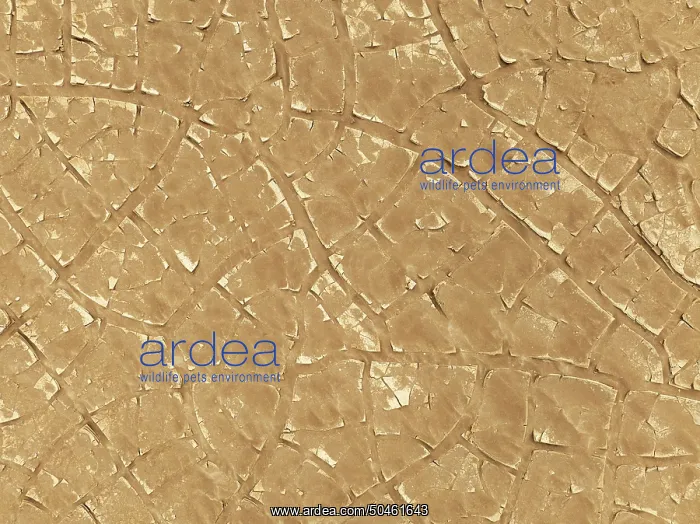 : Cracked earth. Aerial view. Drone shot : Cracked earth. Aerial view. Drone shot