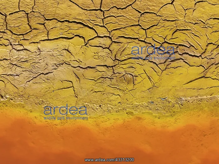 : Cracked earth at the bank of the Rio Tinto (Red : Cracked earth at the bank of the Rio Tinto (Red
