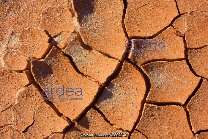 : Cracked earth - cracked up earth in a former riverbed : Cracked earth - cracked up earth in a former riverbed