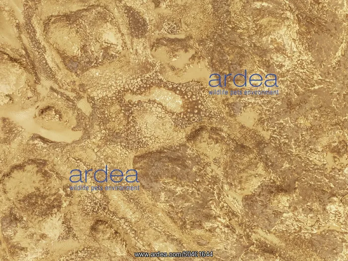 : Cracked earth and dried up ground : Cracked earth and dried up ground