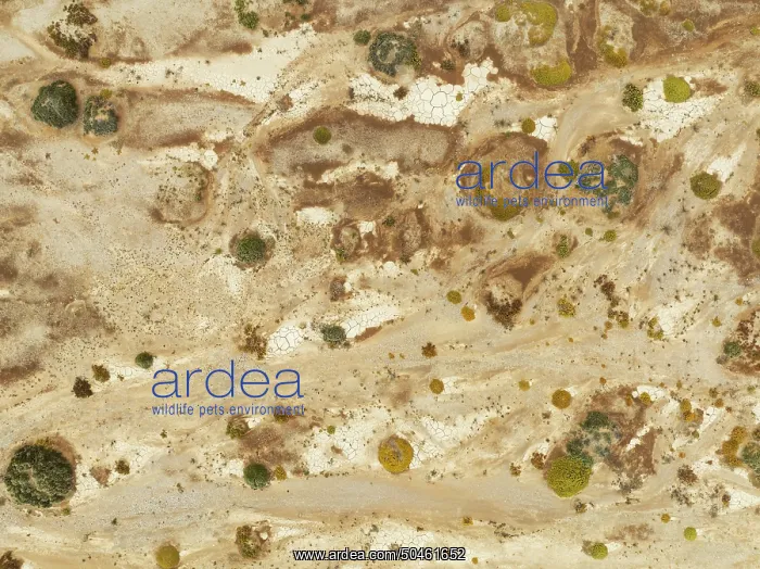 : Cracked earth and dried up ground with sparse desert vegetation : Cracked earth and dried up ground with sparse desert vegetation