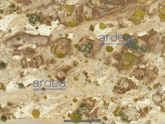 : Cracked earth and dried up ground with sparse desert vegetation : Cracked earth and dried up ground with sparse desert vegetation