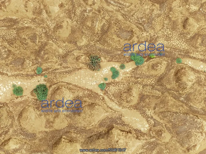 : Cracked earth and dried up streams with sparse desert vegetation : Cracked earth and dried up streams with sparse desert vegetation