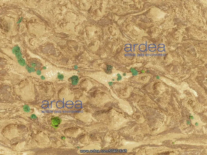 : Cracked earth and dried up streams with sparse desert vegetation : Cracked earth and dried up streams with sparse desert vegetation
