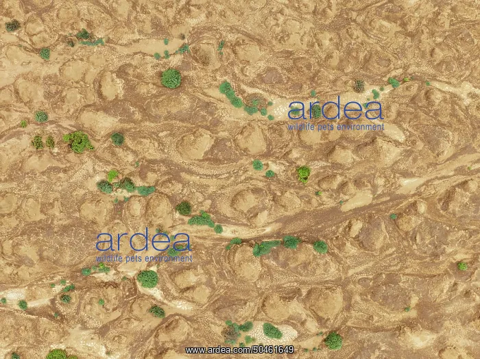 : Cracked earth and dried up streams with sparse desert vegetation : Cracked earth and dried up streams with sparse desert vegetation