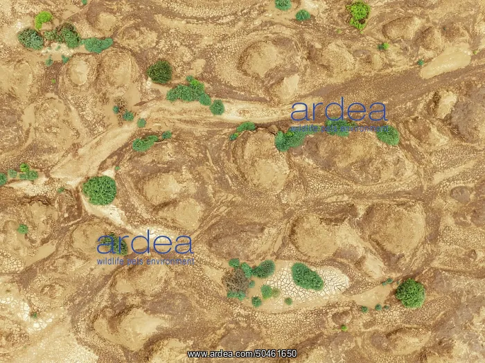 : Cracked earth and dried up streams with sparse desert vegetation : Cracked earth and dried up streams with sparse desert vegetation