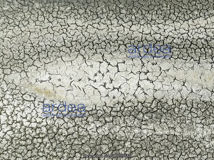: Cracked earth in the marshland near Sanlcar de : Cracked earth in the marshland near Sanlcar de