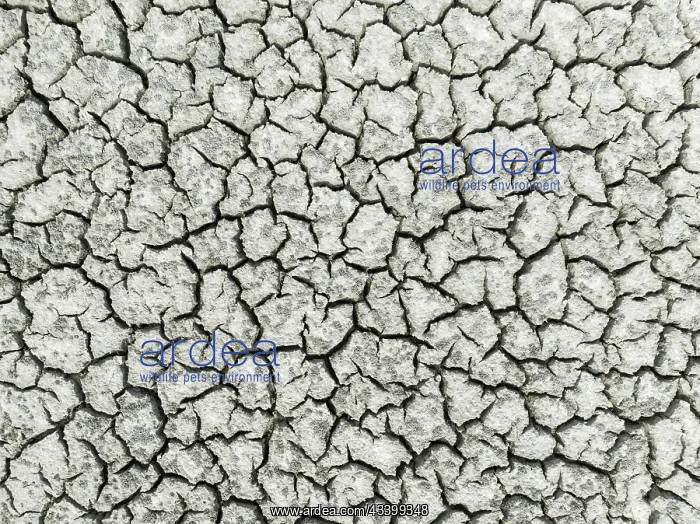 : Cracked earth in the marshland near Sanlcar de : Cracked earth in the marshland near Sanlcar de