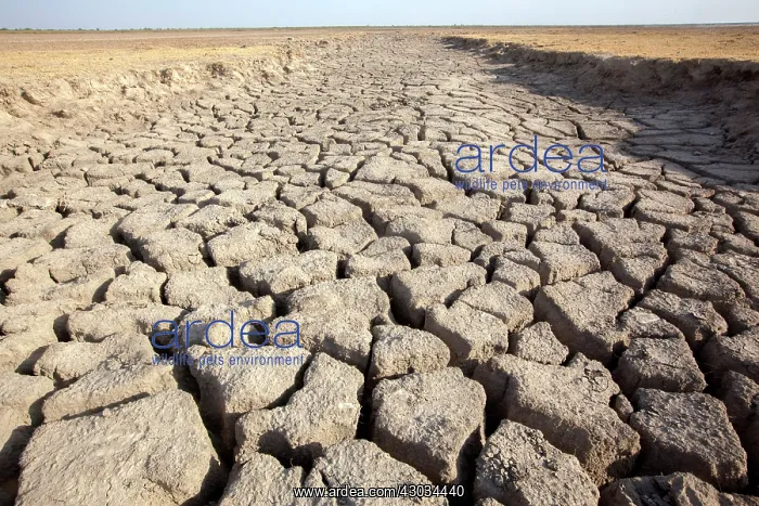 : Cracked Earth parched by the sun and drought : Cracked Earth parched by the sun and drought
