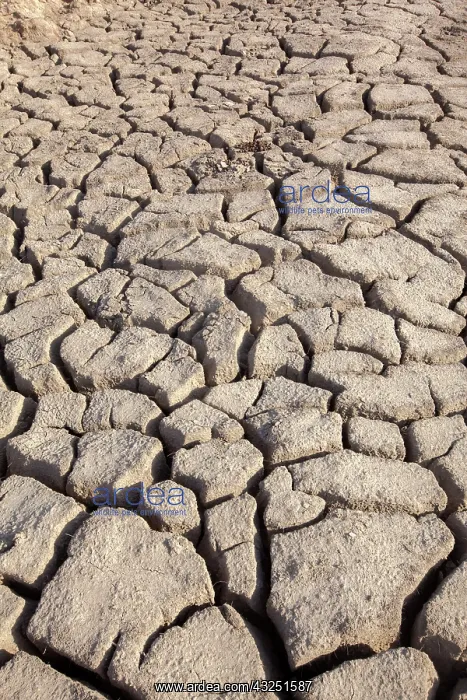 : Cracked Earth parched by the sun and drought : Cracked Earth parched by the sun and drought