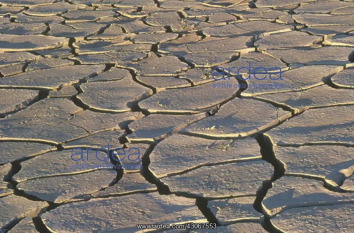 : Cracked Mud in Namibia : Cracked Mud in Namibia