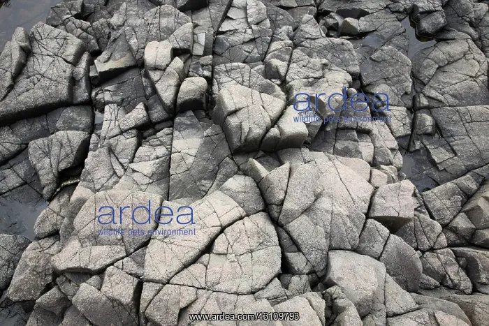 : Cracked Rocks on shore : Cracked Rocks on shore