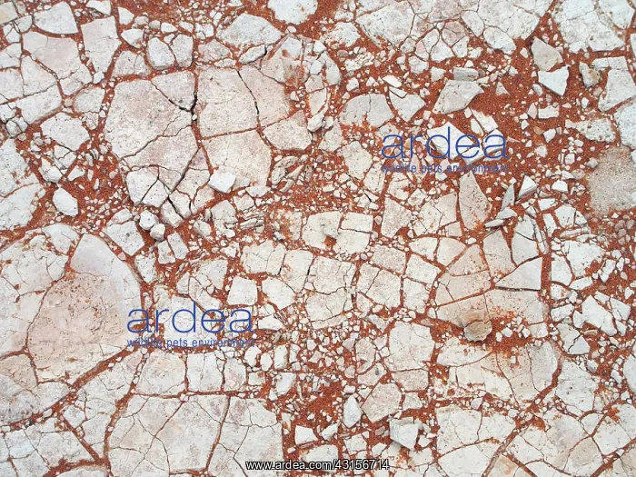 : Cracked soil : Cracked soil