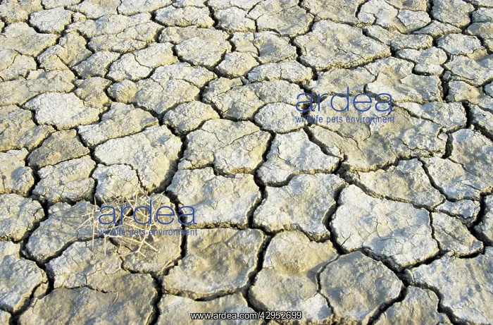 : Cracked soil in a desert near Kum-Dag : Cracked soil in a desert near Kum-Dag
