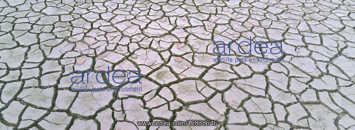 : Cracked tidal mud : Cracked tidal mud