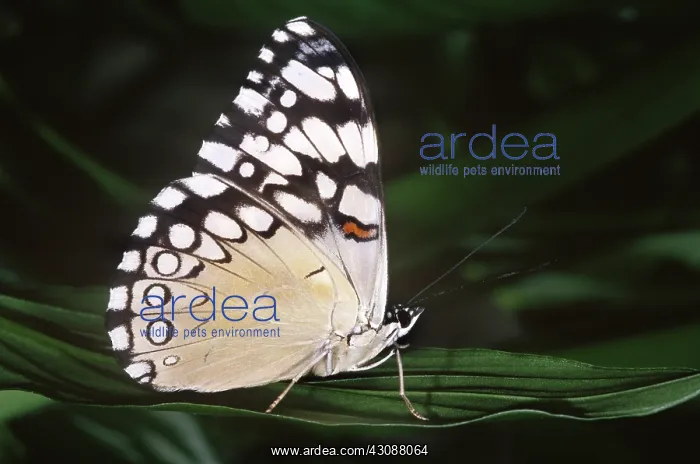 : Cracker Butterfly : Cracker Butterfly
