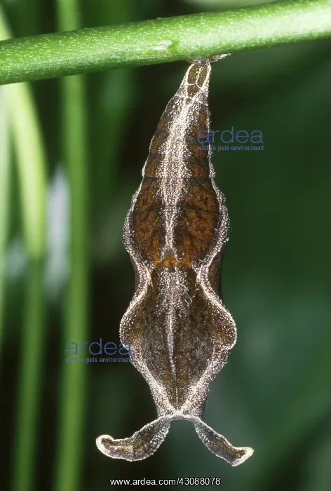 : Cracker Butterfly Pupa : Cracker Butterfly Pupa
