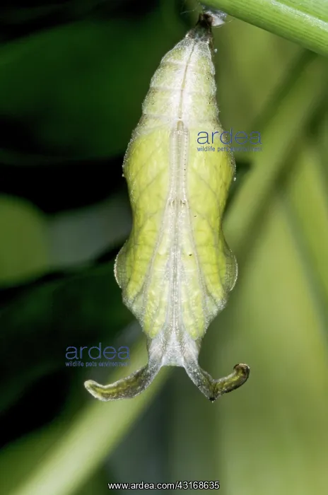 : Cracker Butterfly Pupa : Cracker Butterfly Pupa