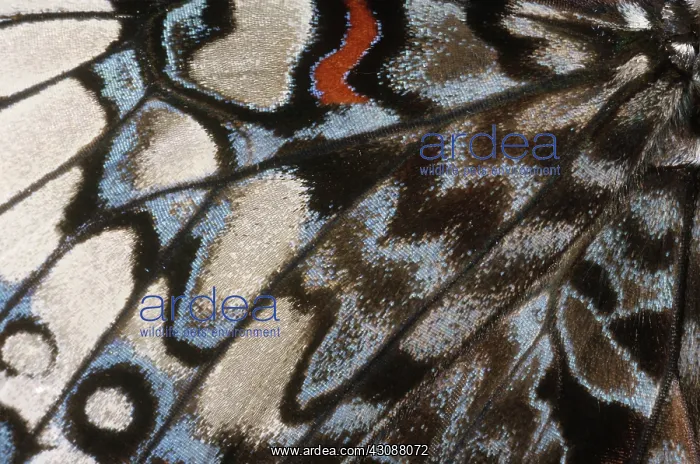 : Cracker Butterfly Wing : Cracker Butterfly Wing
