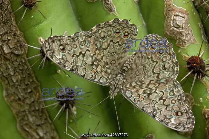  : Cracker  /  Calico Butterfly - On Hecho Cactus (Pachycereus