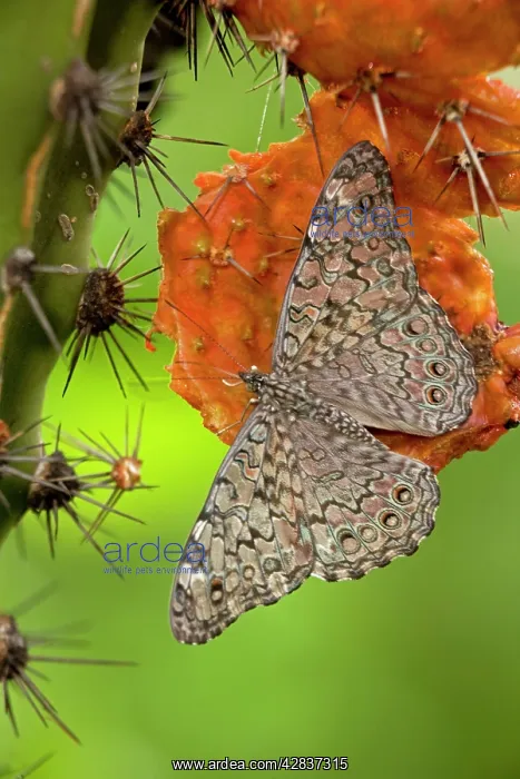 : Cracker / Calico Butterfly - On Hecho Cactus (Pachycereus : Cracker / Calico Butterfly - On Hecho Cactus (Pachycereus