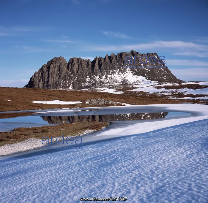 : Cradle Mountain in spring, Cradle Mountain-Lake : Cradle Mountain in spring, Cradle Mountain-Lake
