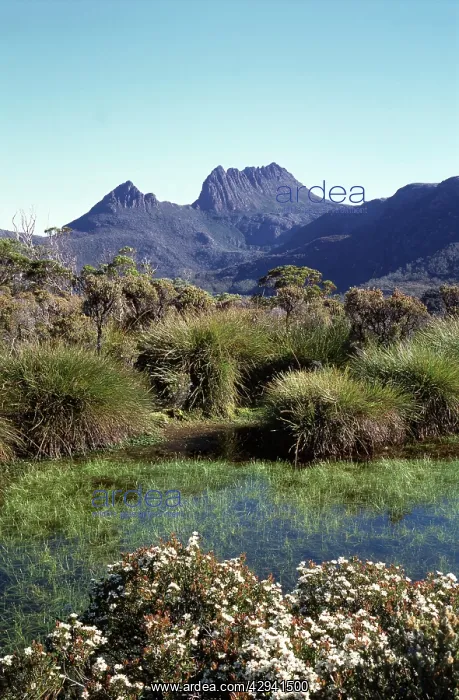 : Cradle Mountain and summer flowers, Cradle Mountain-Lake : Cradle Mountain and summer flowers, Cradle Mountain-Lake
