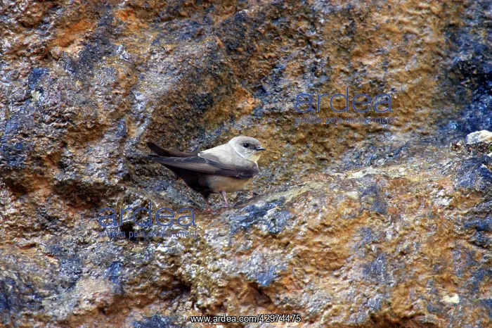 : Crag Martin - On crag : Crag Martin - On crag