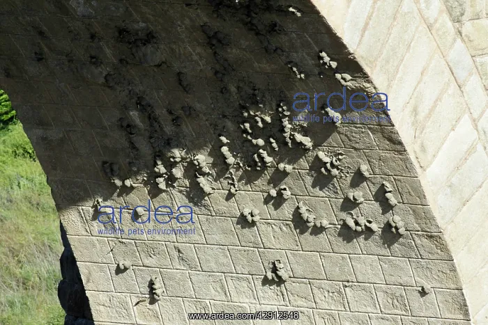: Crag Martin - nesting colony on Roman bridge arch : Crag Martin - nesting colony on Roman bridge arch