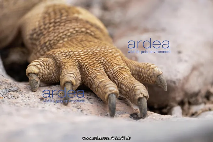 : CRalle of a lizard, Galapagos, Ecuador, South America : CRalle of a lizard, Galapagos, Ecuador, South America